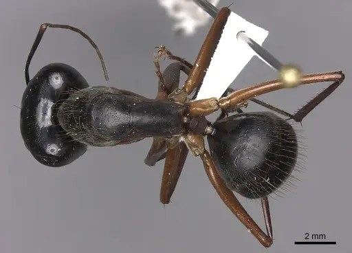 Camponotus pompeius specimen CASENT0235229 image casent0235229_1