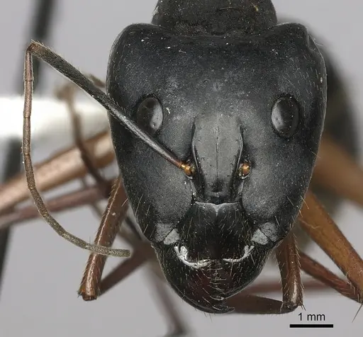 Camponotus pompeius specimen CASENT0235229 image casent0235229_2