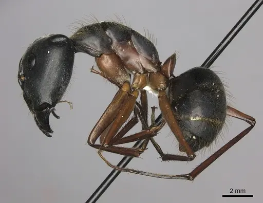 Camponotus pompeius specimen CASENT0235229 image casent0235229_3