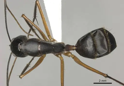 Camponotus pompeius specimen CASENT0235230 image casent0235230_1