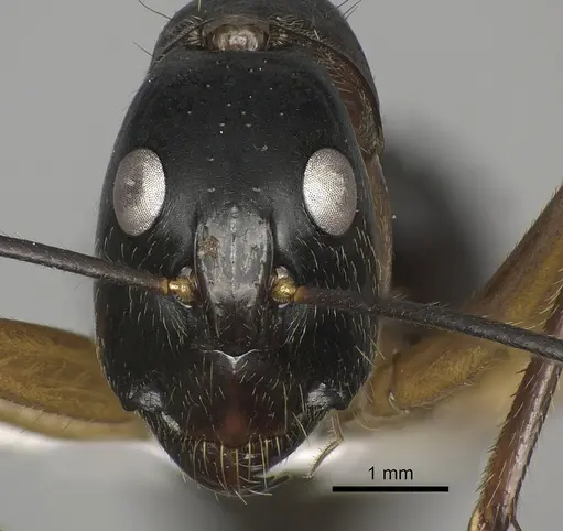 Camponotus pompeius specimen CASENT0235230 image casent0235230_2