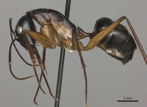 Camponotus pompeius specimen CASENT0235230 image casent0235230_3
