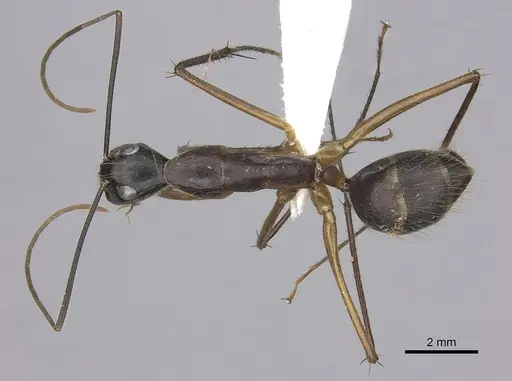 Camponotus pompeius specimen CASENT0235231 image casent0235231_1