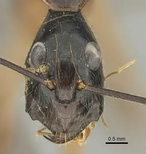 Camponotus pompeius specimen CASENT0235231 image casent0235231_2