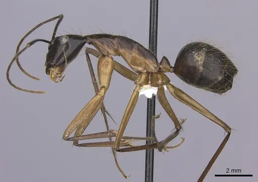 Camponotus pompeius specimen CASENT0235231 image casent0235231_3