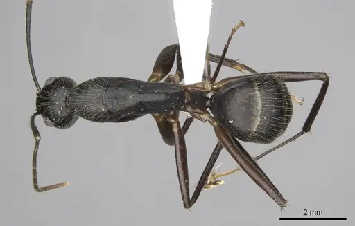 Camponotus pompeius specimen CASENT0316921 image casent0316921_1