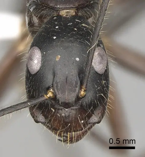 Camponotus pompeius specimen CASENT0316921 image casent0316921_2