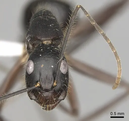 Camponotus pompeius specimen CASENT0316921 image casent0316921_3