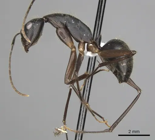 Camponotus pompeius specimen CASENT0316921 image casent0316921_4