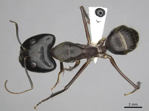 Camponotus pompeius specimen CASENT0316925 image casent0316925_1