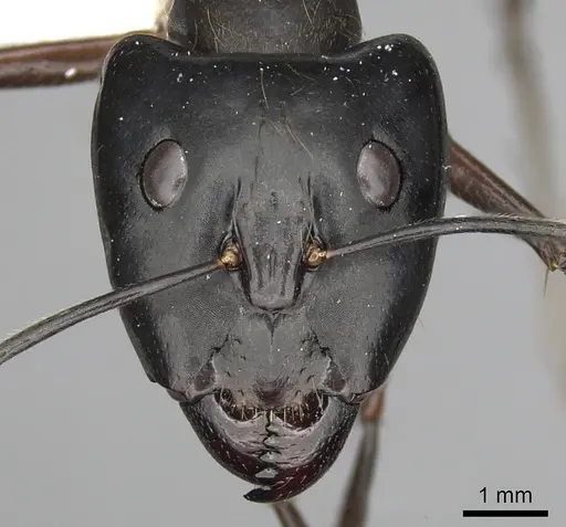 Camponotus pompeius specimen CASENT0316925 image casent0316925_2