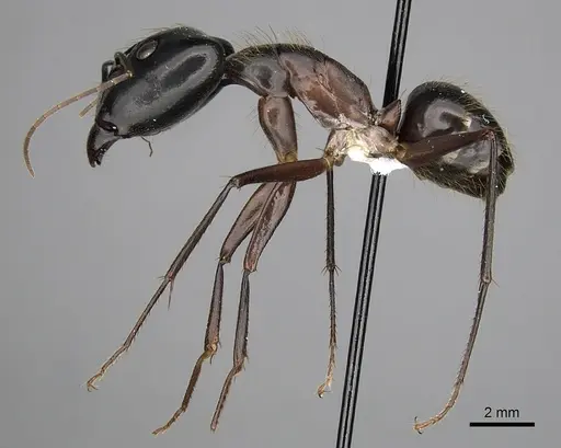Camponotus pompeius specimen CASENT0316925 image casent0316925_3