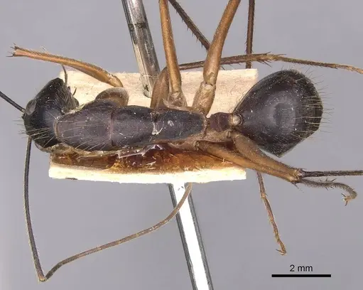 Camponotus pompeius specimen CASENT0905240 image casent0905240_1