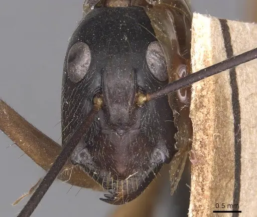 Camponotus pompeius specimen CASENT0905240 image casent0905240_2