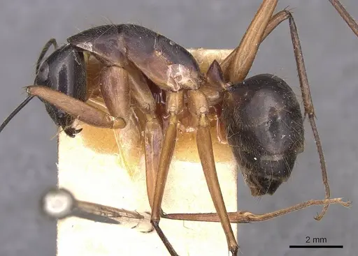 Camponotus pompeius specimen CASENT0905240 image casent0905240_3
