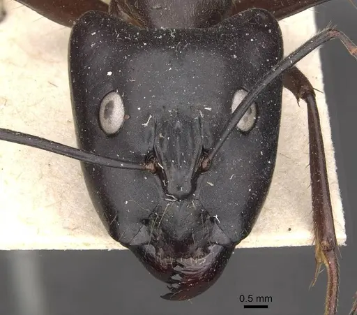 Camponotus pompeius specimen CASENT0910074 image casent0910074_2