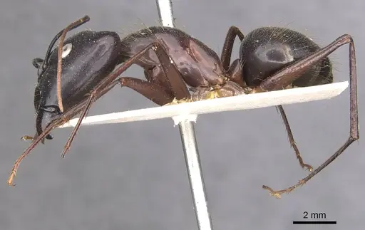 Camponotus pompeius specimen CASENT0910074 image casent0910074_3