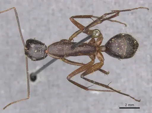 Camponotus pompeius specimen CASENT0910075 image casent0910075_1