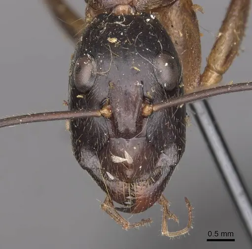 Camponotus pompeius specimen CASENT0910075 image casent0910075_2