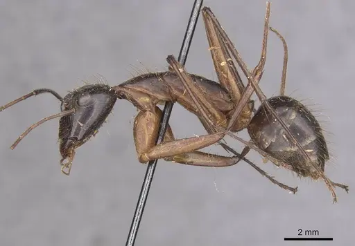 Camponotus pompeius specimen CASENT0910075 image casent0910075_3
