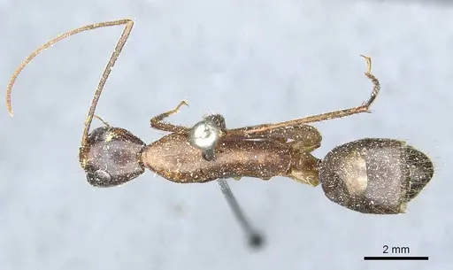Camponotus pompeius specimen CASENT0912015 image casent0912015_1