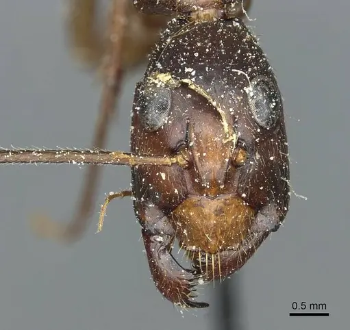 Camponotus pompeius specimen CASENT0912015 image casent0912015_2