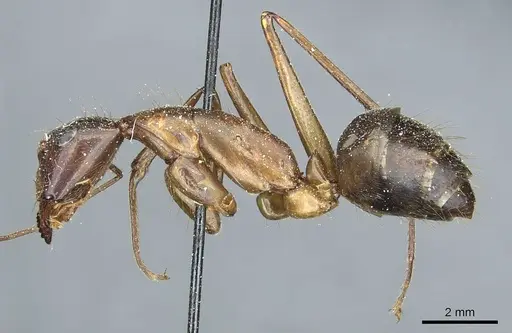 Camponotus pompeius specimen CASENT0912015 image casent0912015_3