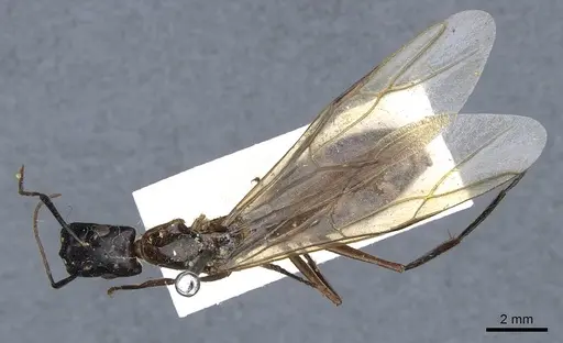 Camponotus postangulatus specimen CASENT0905509 image casent0905509_1