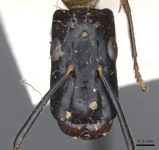 Camponotus postangulatus specimen CASENT0905509 image casent0905509_2