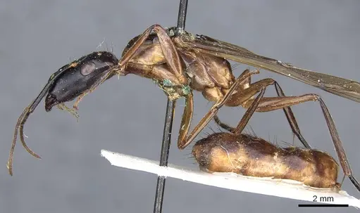 Camponotus postangulatus specimen CASENT0905509 image casent0905509_3