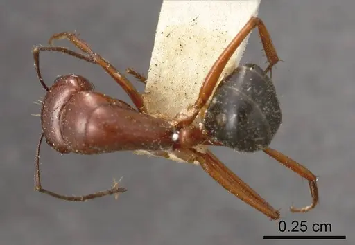 Camponotus postcornutus specimen ANTWEB1008149 image antweb1008149_1