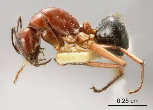 Camponotus postcornutus specimen ANTWEB1008149 image antweb1008149_2
