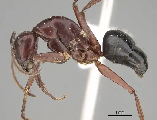 Camponotus postcornutus specimen CASENT0887728 image casent0887728_1