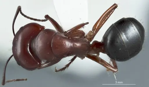 Camponotus postcornutus specimen JDM32-001305 image jdm32-001305_1