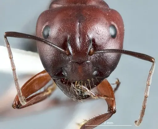 Camponotus postcornutus specimen JDM32-001305 image jdm32-001305_2