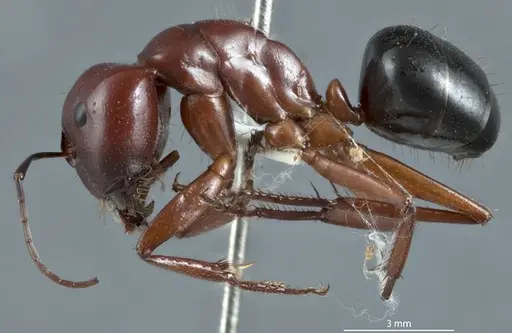 Camponotus postcornutus specimen JDM32-001305 image jdm32-001305_3