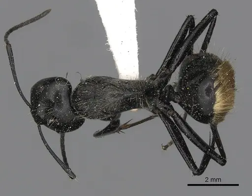 Camponotus posteropilus specimen CASENT0280230 image casent0280230_1