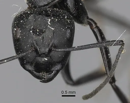 Camponotus posteropilus specimen CASENT0280230 image casent0280230_2