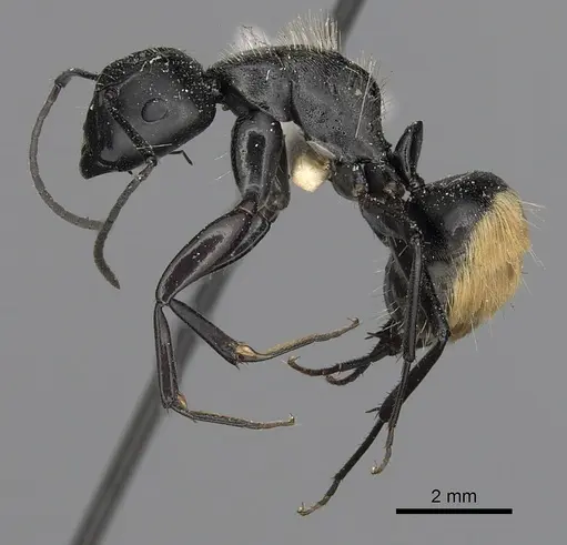 Camponotus posteropilus specimen CASENT0280230 image casent0280230_3