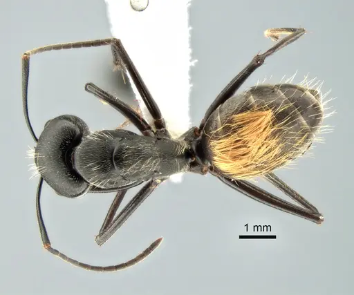 Camponotus posteropilus specimen CASENT0882199 image casent0882199_1