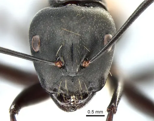 Camponotus posteropilus specimen CASENT0882199 image casent0882199_2