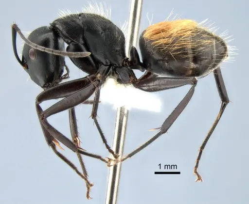 Camponotus posteropilus specimen CASENT0882199 image casent0882199_3