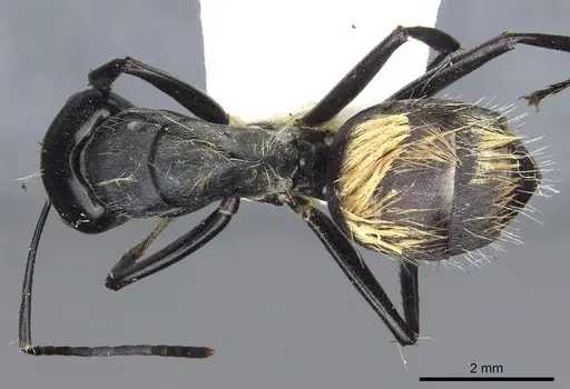 Camponotus posteropilus specimen CASENT0903565 image casent0903565_1