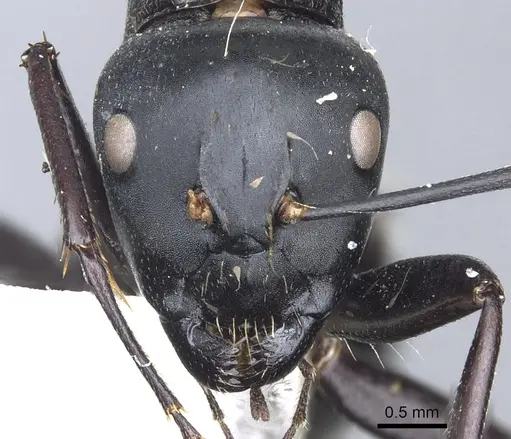 Camponotus posteropilus specimen CASENT0903565 image casent0903565_2