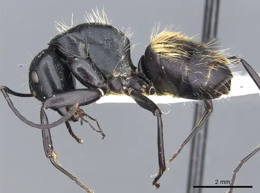 Camponotus posteropilus specimen CASENT0903565 image casent0903565_3