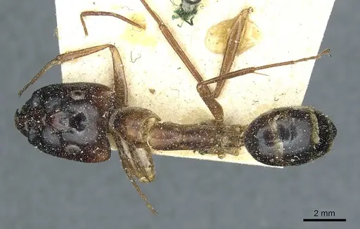 Camponotus posticus specimen CASENT0912016 image casent0912016_1