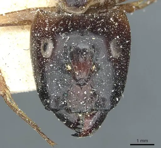 Camponotus posticus specimen CASENT0912016 image casent0912016_2