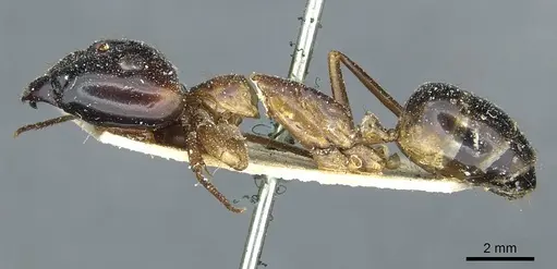 Camponotus posticus specimen CASENT0912016 image casent0912016_3