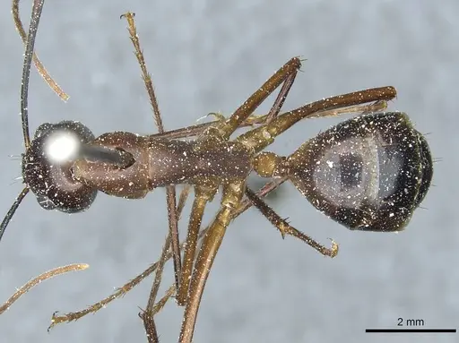 Camponotus posticus specimen CASENT0912017 image casent0912017_1