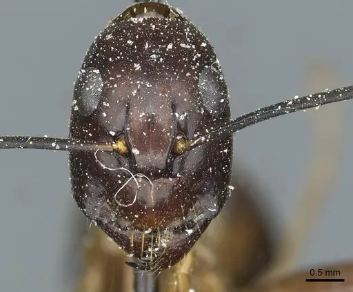 Camponotus posticus specimen CASENT0912017 image casent0912017_2